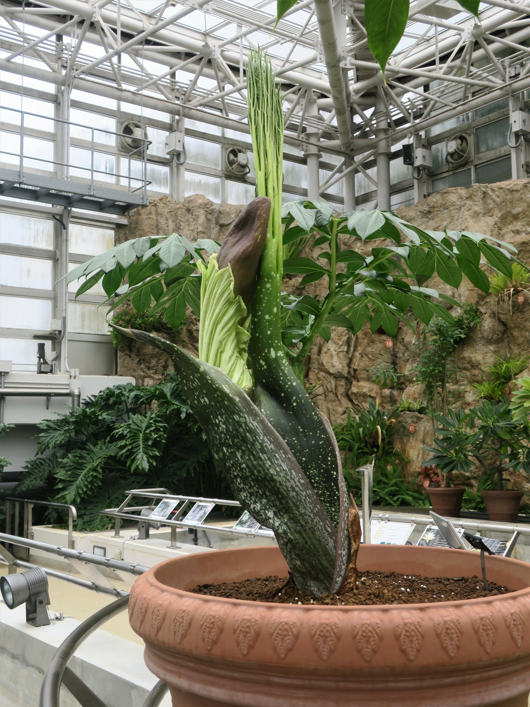 神代植物公園からのお知らせ(【神代植物公園】臨時開園・早朝開園のお知らせ“ショクダイオオコンニャク”が開花の兆しを見せています！)に関する写真