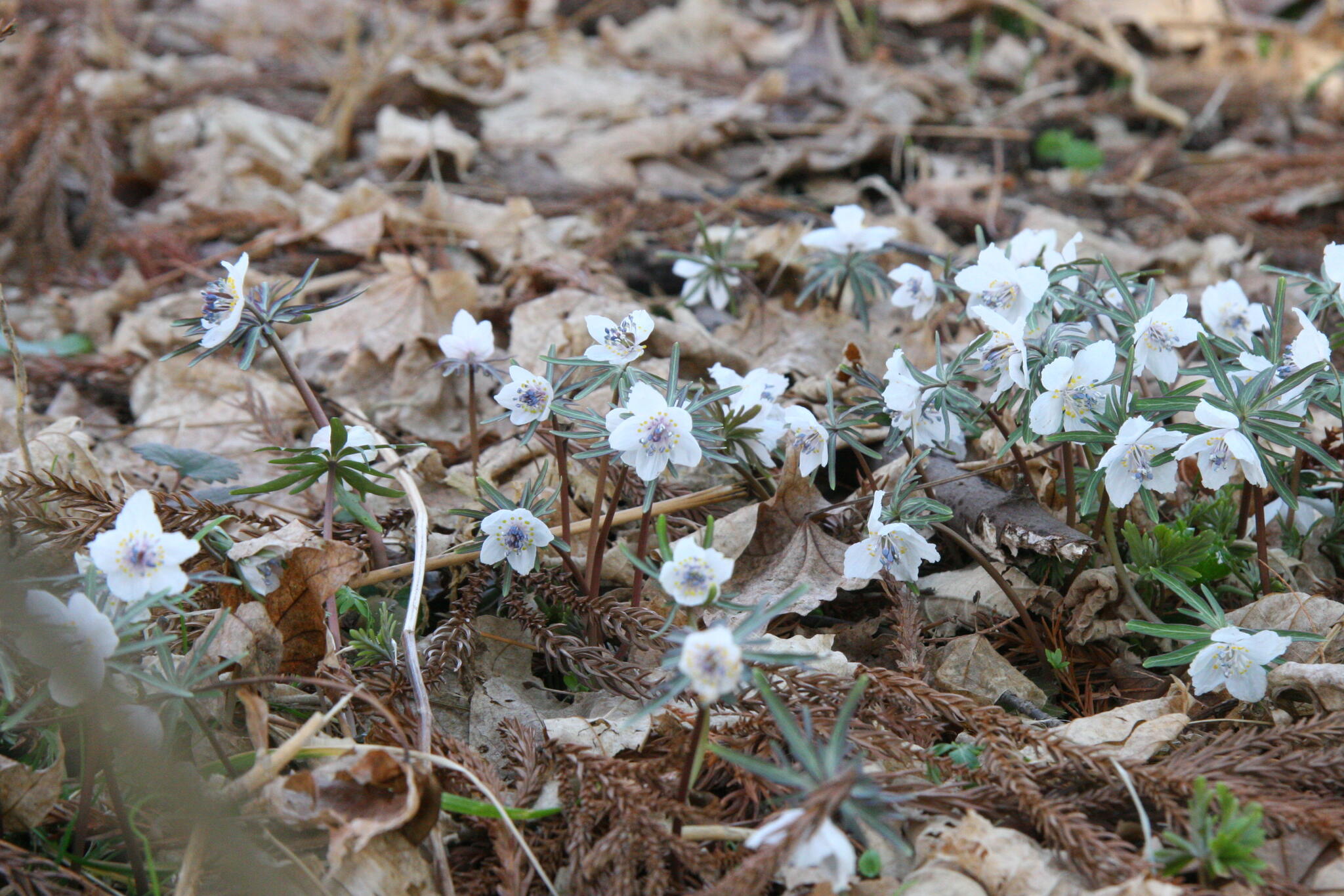 神代植物公園からのお知らせ(セツブンソウが花盛り)に関する写真