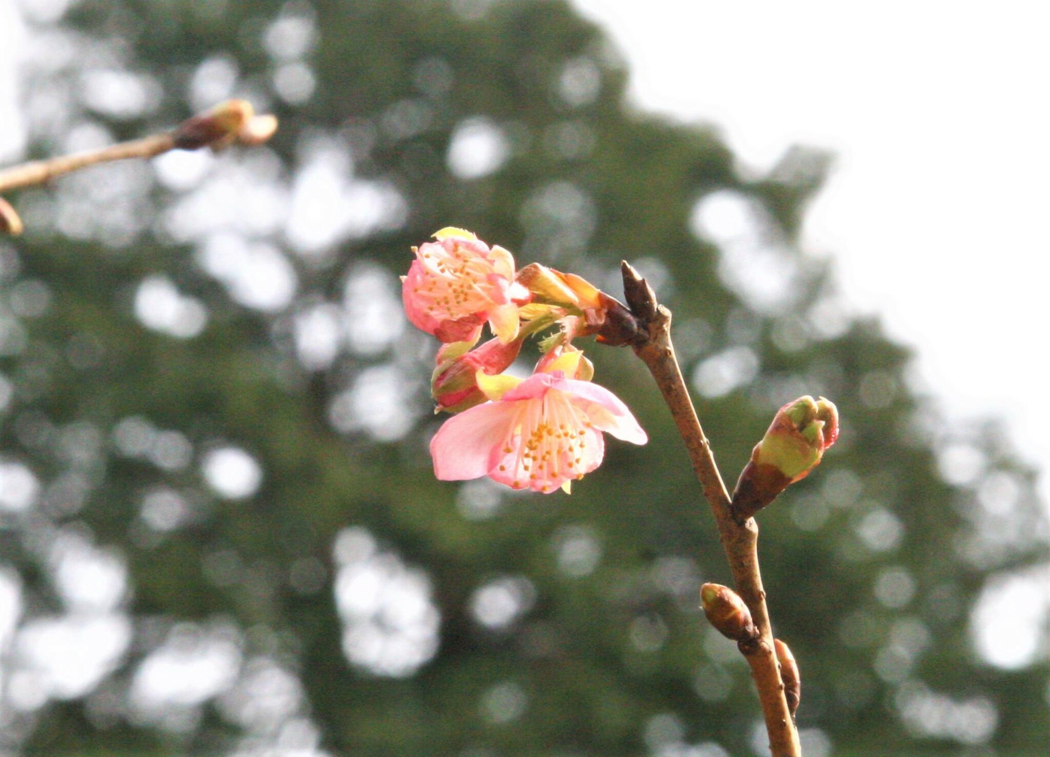 神代植物公園からのお知らせ(早咲き品種のサクラが開花しています。)に関する写真