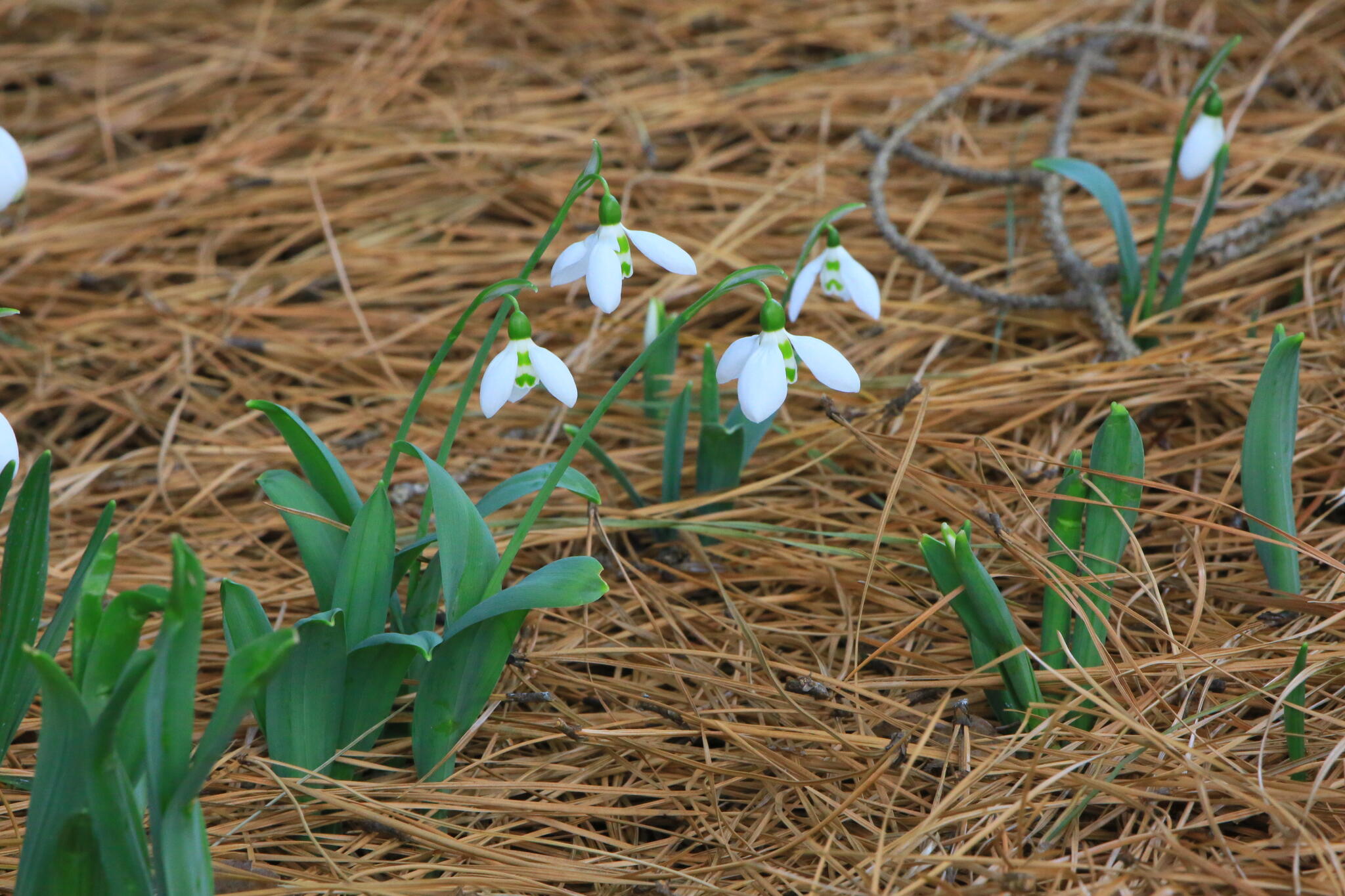 神代植物公園からのお知らせ(春を告げる花 スノードロップ)に関する写真
