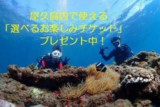 エバーブルー屋久島の【屋久島・体験ダイビング】屋久島で使える「選べるお楽しみチケット」プレゼント！ショートコース・お気軽リーズナブル！島内最大施設・充実設備で安心！宮之浦周辺無料送迎有！ (価格 : 9,000円)